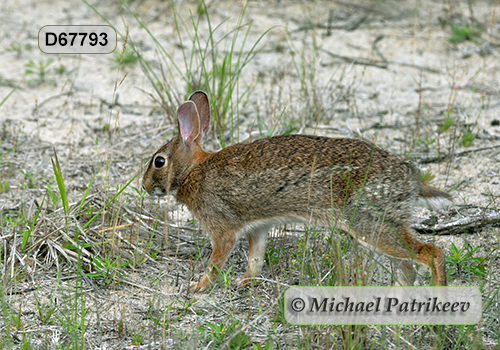 Eastern Cottontail (Sylvilagus floridanus)